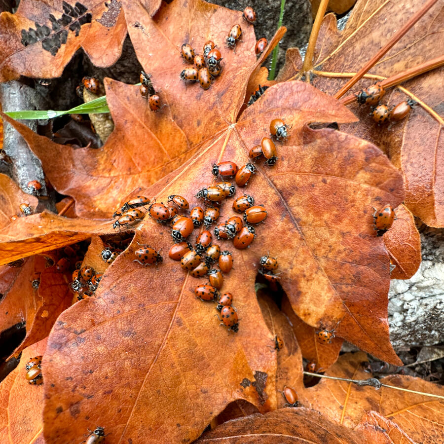 Interspecies Border Dissolution